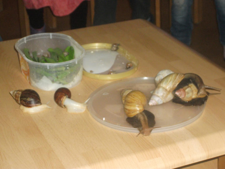schnecken-raupen_645